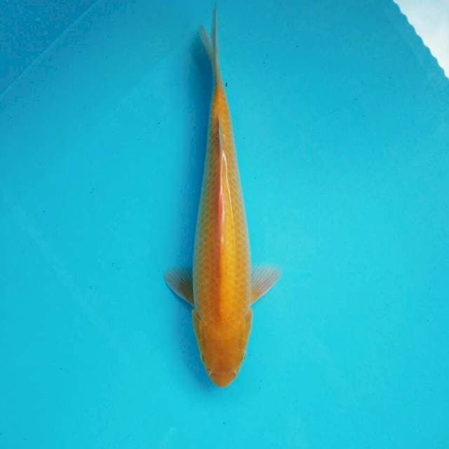 Karasi *33cm