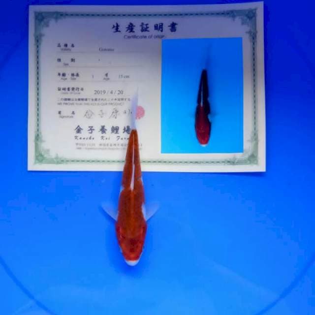 Goromo kaneko serti