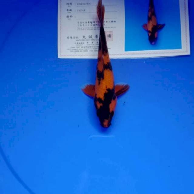 Hi utsuri import marusei