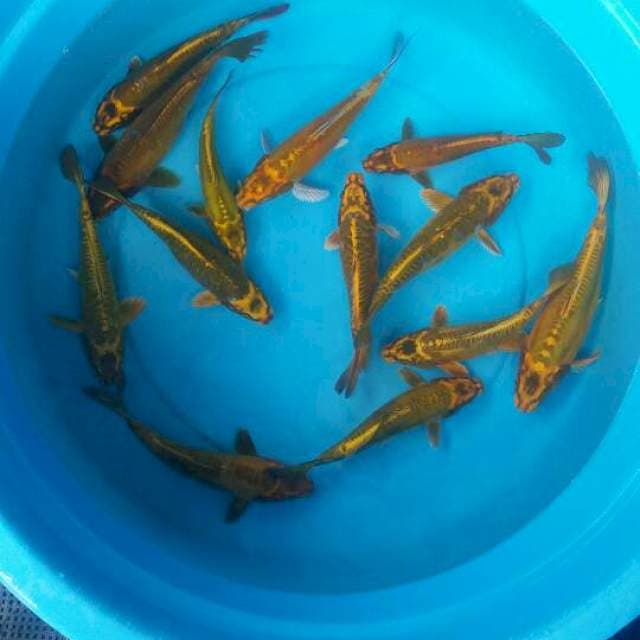 Mix jenis kawarino kunig gading 13 ekor