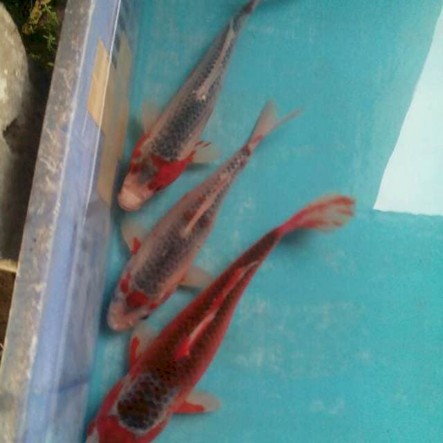 Trioasagi22,23,26cm.