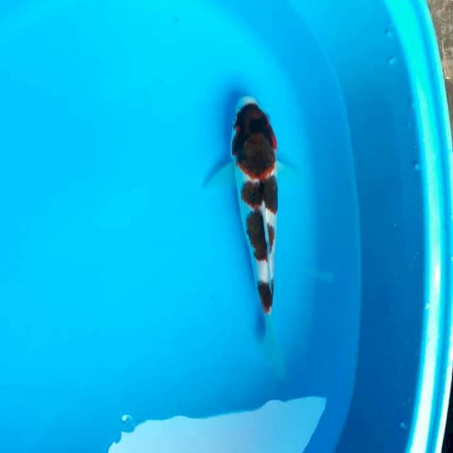 Goromo