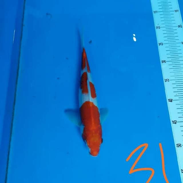 kuhaku 31cm