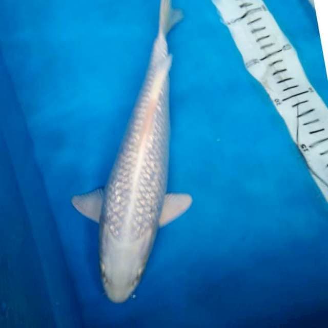 PLATINUM GINRIN 30 cm