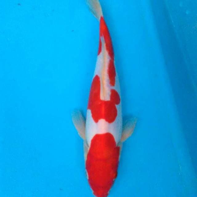 DOITSU KOHAKU Red strong