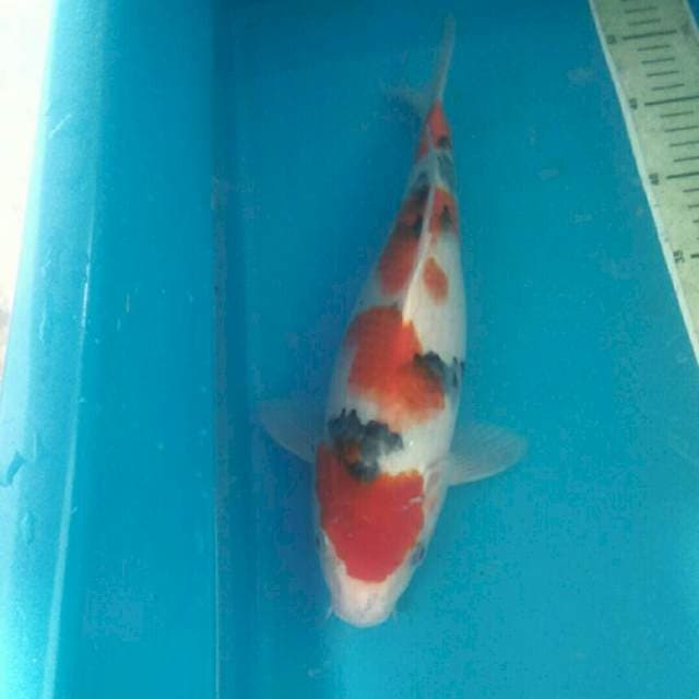 Yondan Showa , 33 cm
