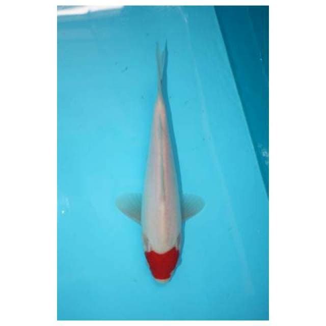 TANCHO 22 CM