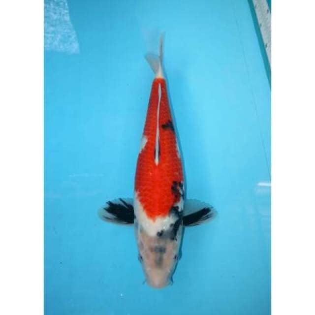TATEGOI SHOWA 39 CM