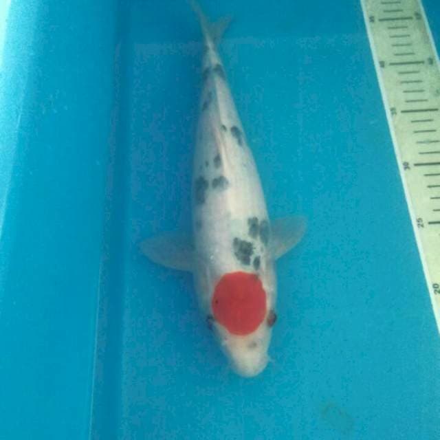 Tancho Showa, 33 cm