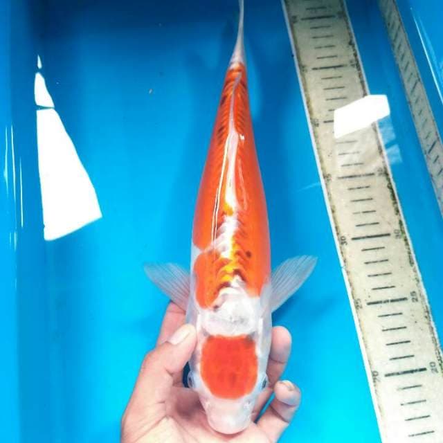 Maruten kujaku daitsu jumbo