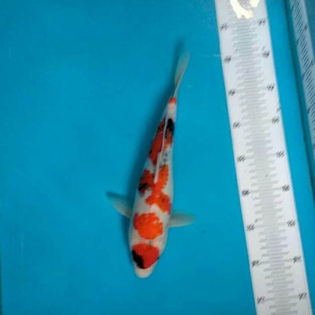 Maruten Showa prospek*34cm
