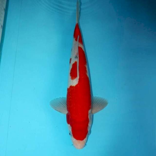 TATEGOI SANKE 34 CM