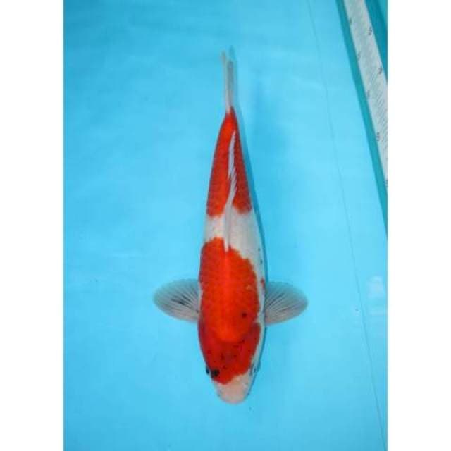 TATEGOI SHOWA 31 CM