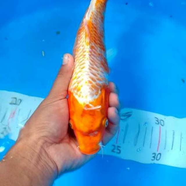 Hikari