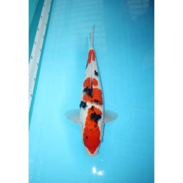TATEGOI SANKE 36 CM