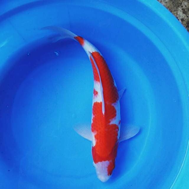 Merdeka 37 male