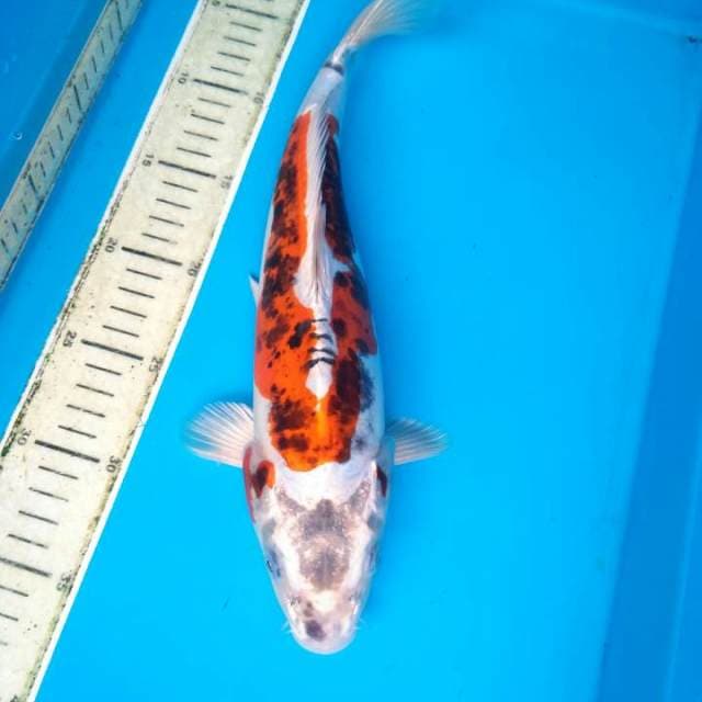 Kiko metaliq