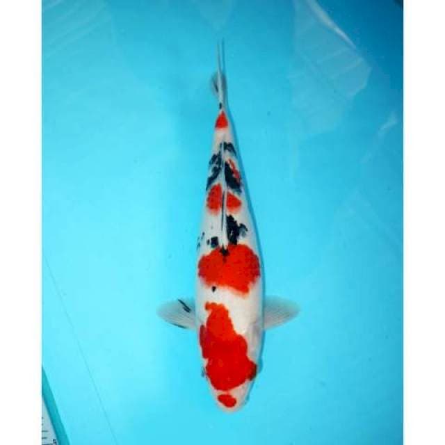 TAISHO SANKE POLA BAGUS 33 CM