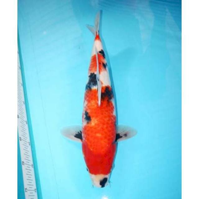 SHOWA TATEGOI F1 41 CM