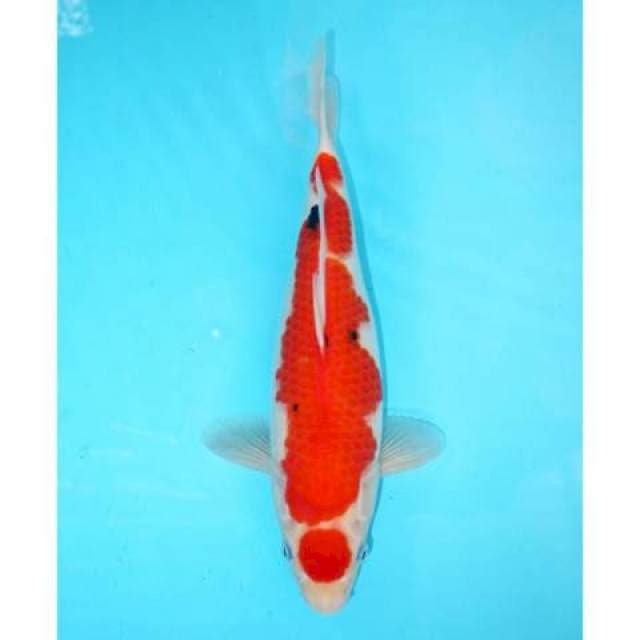MARUTEN ORIGINAL SHOWA TATEGOI 33 CM