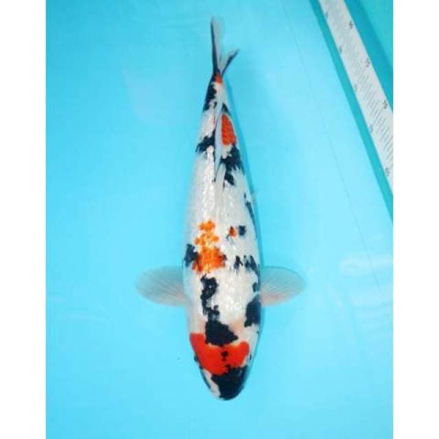 KINDAI SHOWA GINRIN FULL BODY BAGUS 36 CM