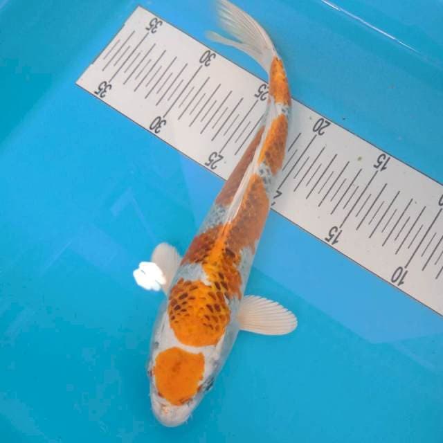 Maruten Kujaku