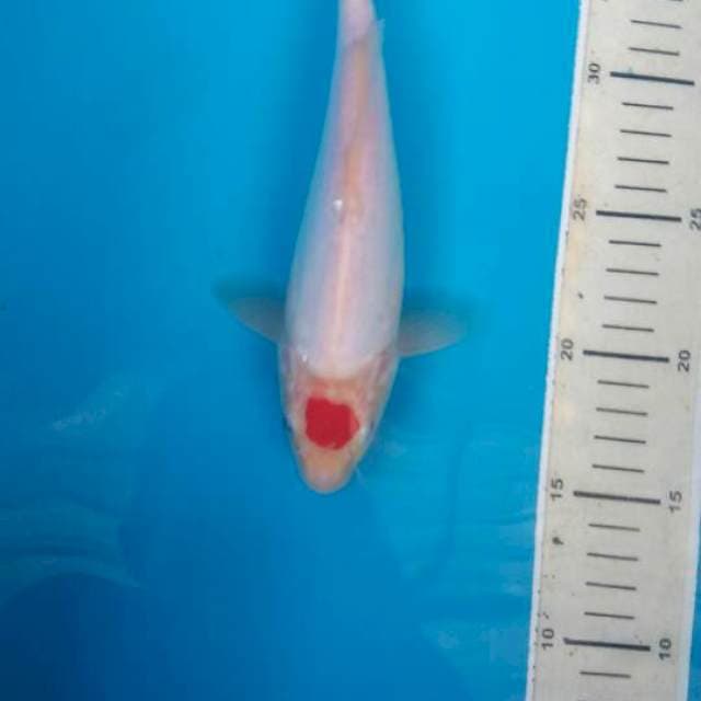 Tanco kohaku ory