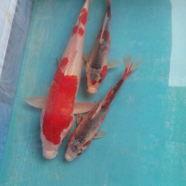Campur1 21,22,35cm