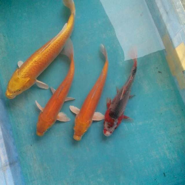 Campur3 21,22,22,35.