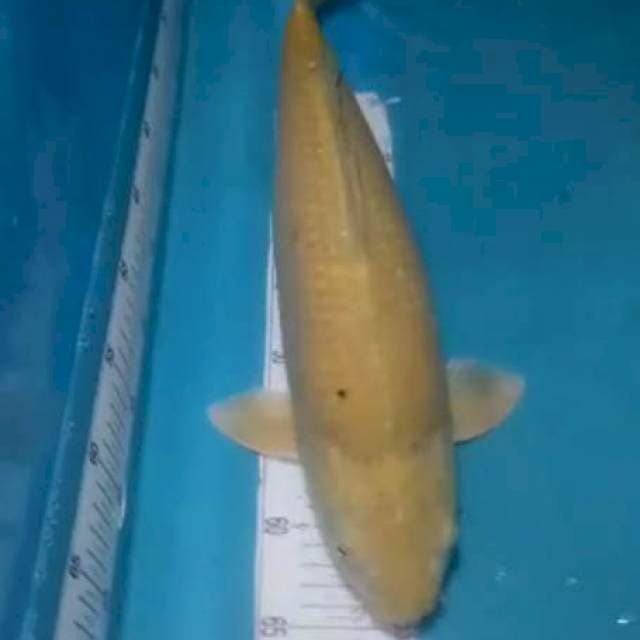 Midori..Bulky 48cm