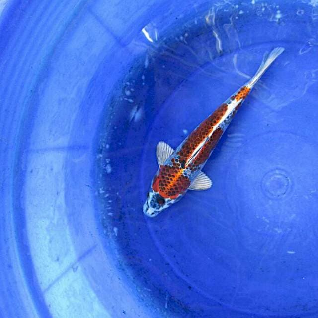 Kojaku gingga ±28cm