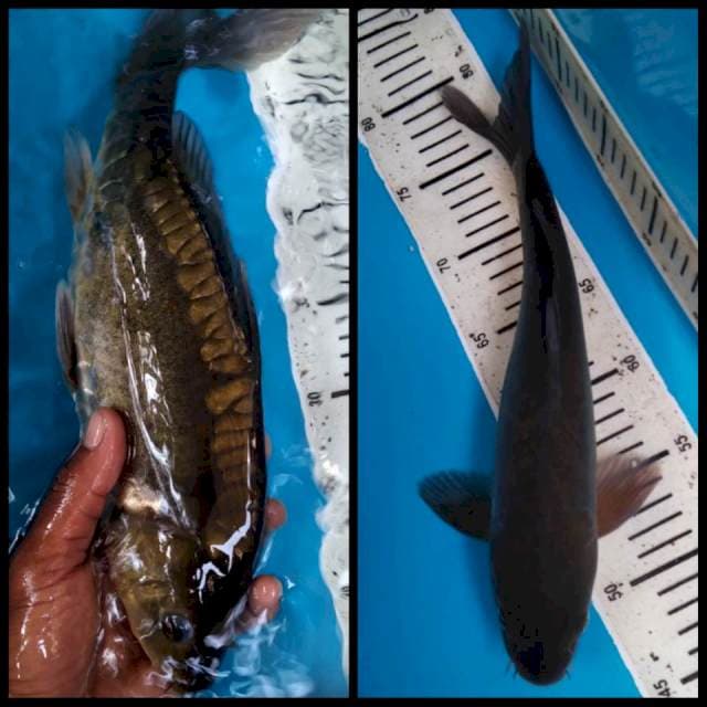 Midorigoi aragoke 33cm (M)