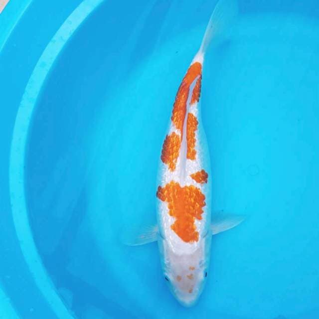 Kohaku full ginrin