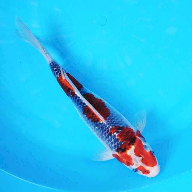 Goshiki cantik kayak bakule