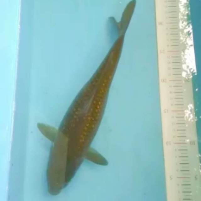 Penjinak kolam ginrin