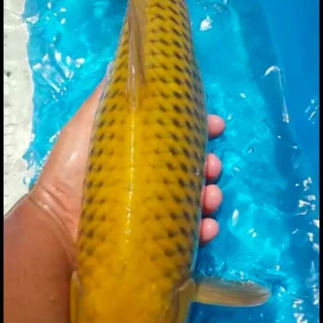 pejinak kolam 52cm