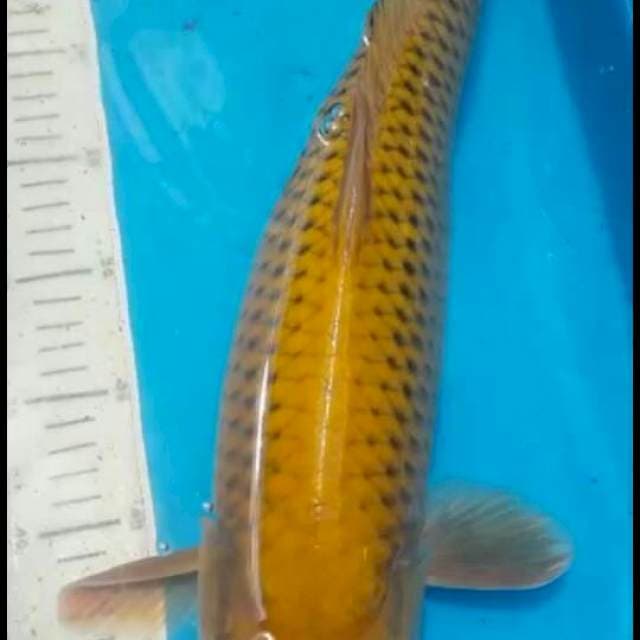 pejinak kolam 52cm
