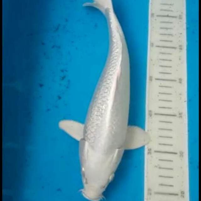 platinum ginrin 31 cm jantan