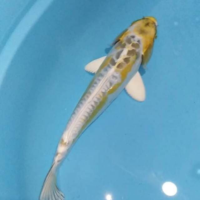 Doitsu kuning mulus