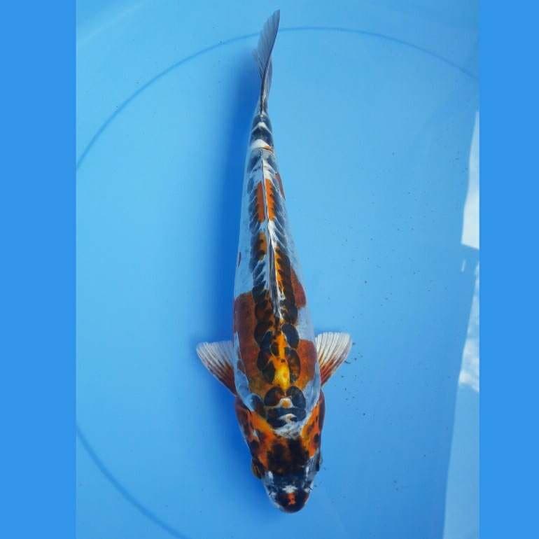 Kiko buluk