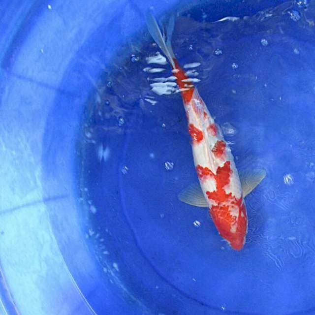 Inazuma sanke ±35cm