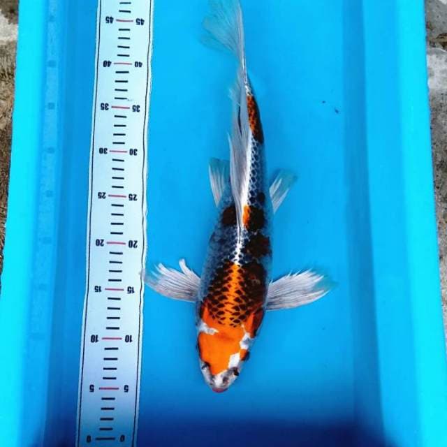 Bulky buterfly