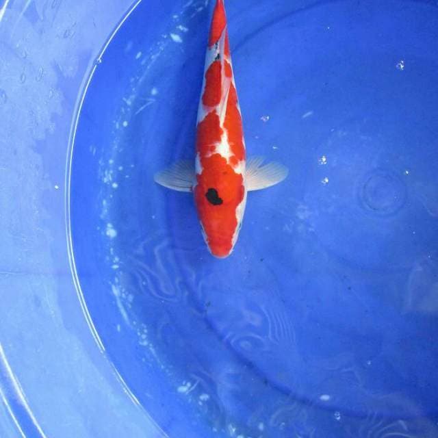 Sanke ±30cm