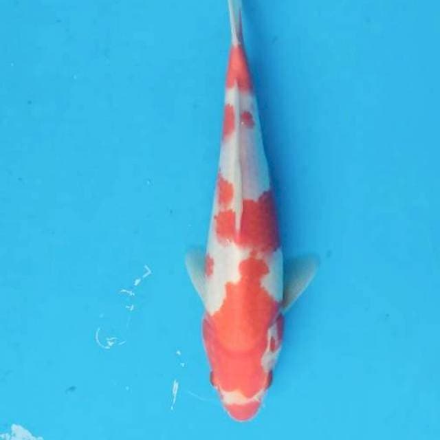 Kohaku 23