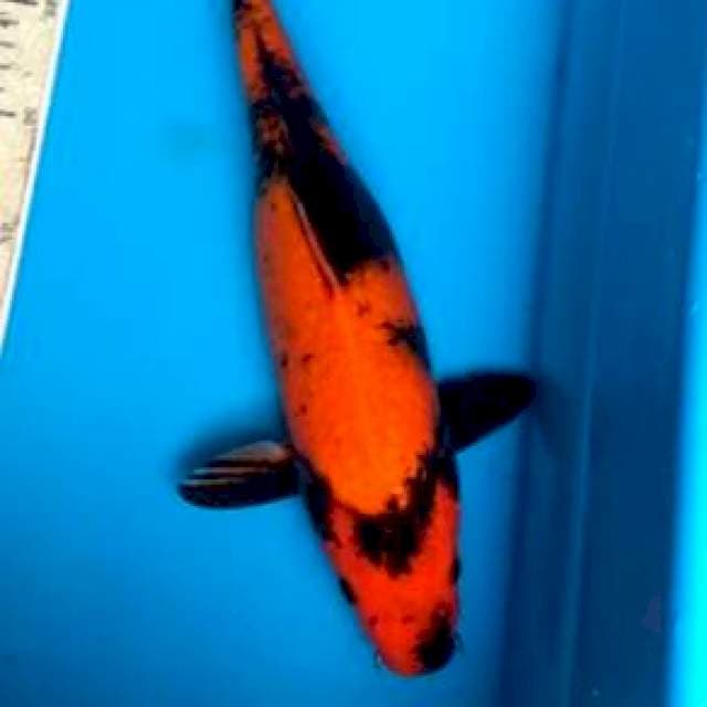 Utsuri 36cm