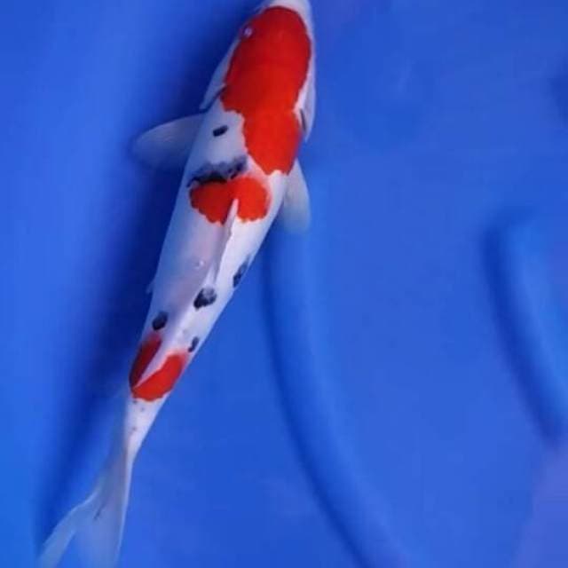 HQ tosai - F1 sanke calon indukan 35cm female