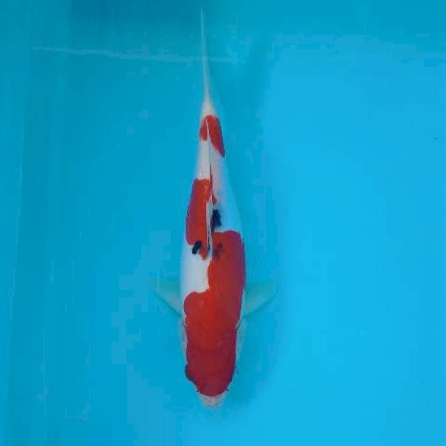 SANKE DOITSU 28 CM