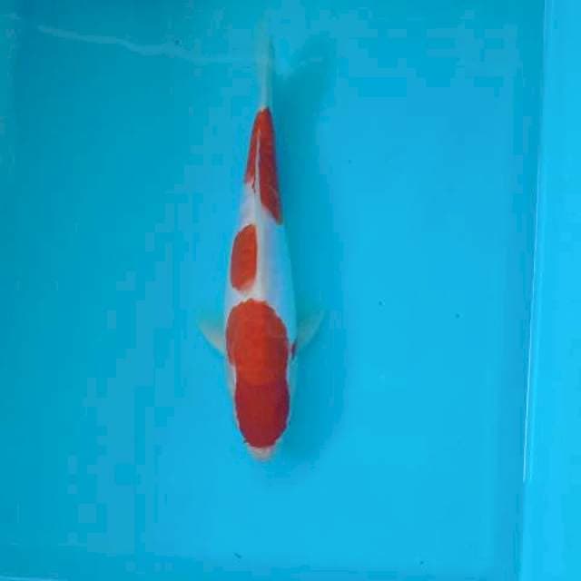 KOHAKU 25 CM