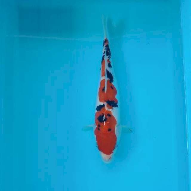 SANKE DOITSU 28 CM