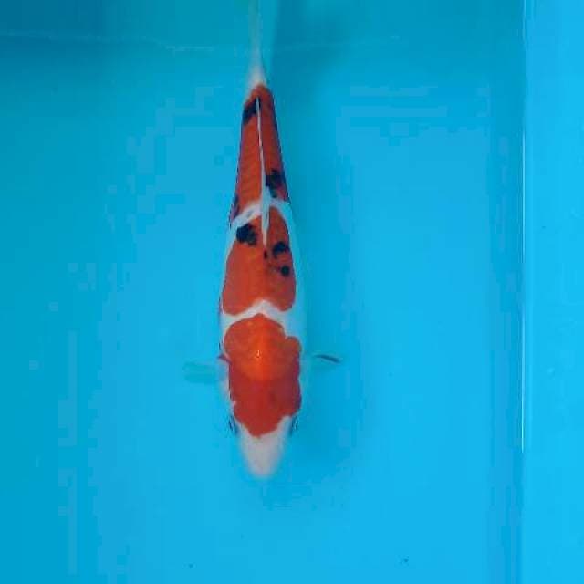 SANKE 24 CM